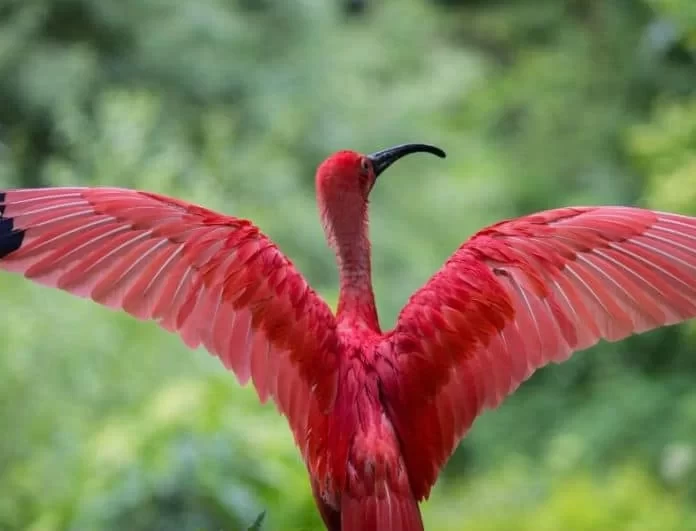 παρασυρθεί από μεγάλο πουλί Ιαπωνικά μαμά πορνό εικόνα