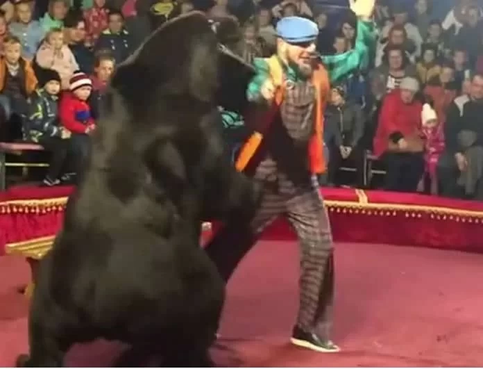 Βίντεο - σοκ: Αρκούδα επιτέθηκε σε θηριοδαμαστή! Προσοχή σκληρές εικόνες! 