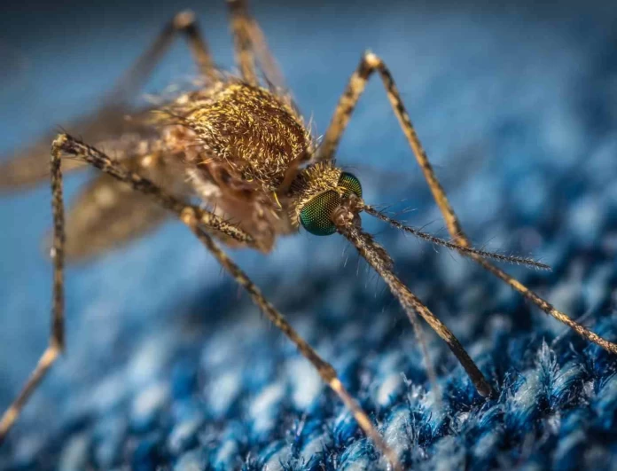 Παγκόσμια ημέρα κατά της ελονοσίας - Όλα όσα πρέπει να ξέρετε για την 