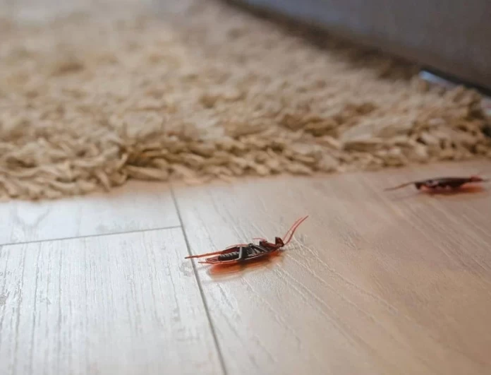 7+1 φυσικοί τρόποι για να εξαφανίσεις τις κατσαρίδες από το σπίτι