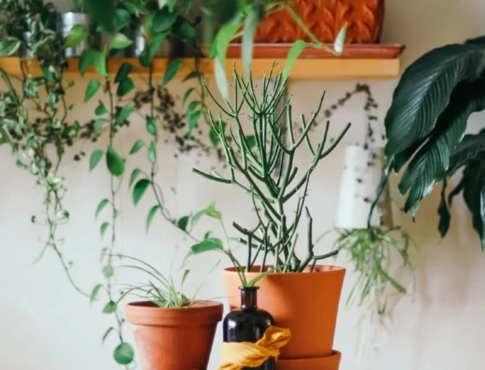 Θα ανθίσει το μπαλκόνι σας - Το φυσικό λίπασμα για τα φυτά που έχουμε όλοι στο σπίτι