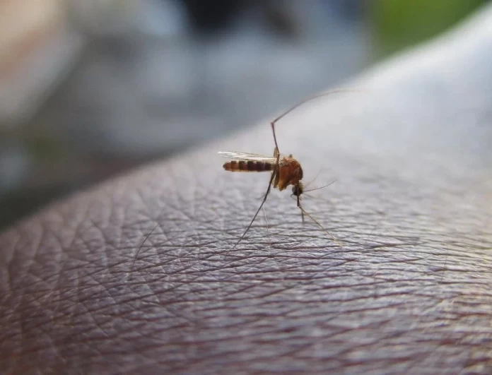 Σας έχουν «φάει» τα κουνούπια; Ο σούπερ τρόπος για να σωθείτε χωρίς φιδάκι και ταμπλέτες
