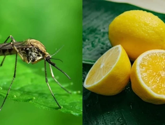 Διώξτε τα κουνούπια από το σπίτι σας με λεμόνι κι ακόμα 1 υλικό