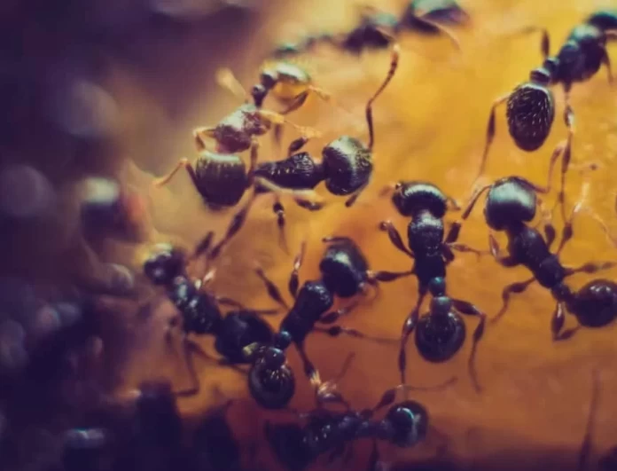 Ξεφορτώσου τα μυρμήγκια μέσα σε 3 μέρες χρησιμοποιώντας λεμόνι - Το μυστικό που θα 