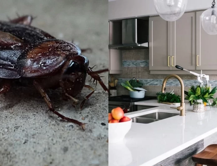 Κατσαρίδες στην κουζίνα: Σε αυτό το αντικείμενο που χρησιμοποιείτε καθημερινά ενδέχεται να βρίσκεται η εστία τους!