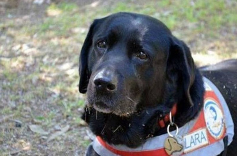 Ο πρώτος σκύλος οδηγός τυφλών στην Ελλάδα, η Λάρα