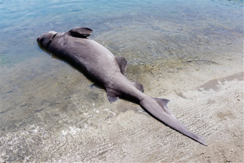 Τρόμος στη Ρόδο: Βρήκαν καρχαρία 436 κιλών!