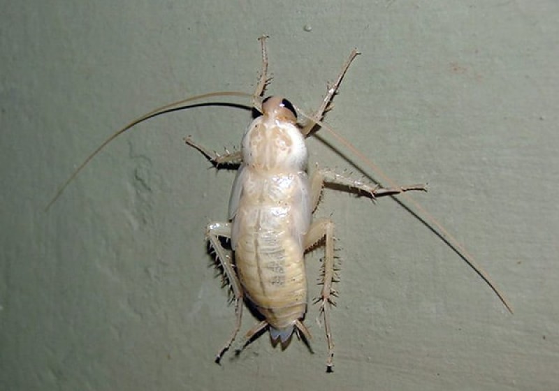 Μεγάλη προσοχή! Αν δείτε αυτή την κατσαρίδα στο σπίτι σας έχετε πρόβλημα!