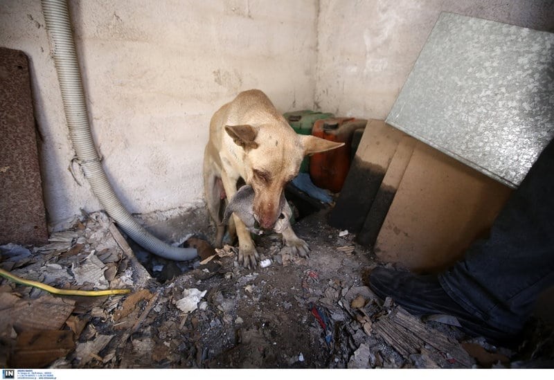 Εικόνες σοκ! Ηρωίδα σκυλίτσα σώζει τα κουταβάκια της από την φωτιά στον Υμηττό!