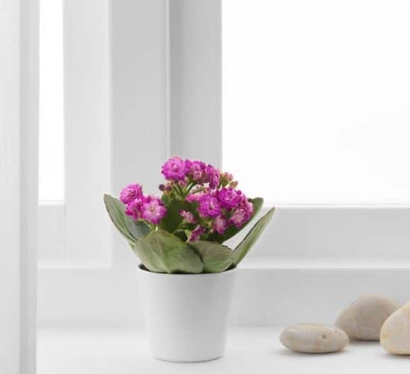 ΙΚΕΑ: Το 'εύθραυστο' φυτό που θα φέρει καλοτυχία στο σπίτι σας κοστίζει μόνο 10 ευρώ!
