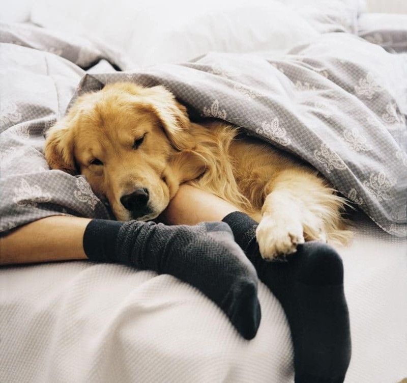 Σκύλος κρεβάτι υγεία κίνδυνος