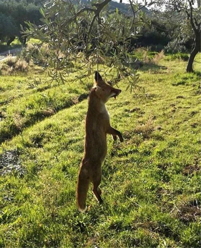 Αγρίνιο αλεπού 
