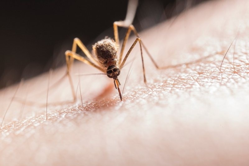 Παγκόσμια ημέρα ελονοσίας κουνούπια