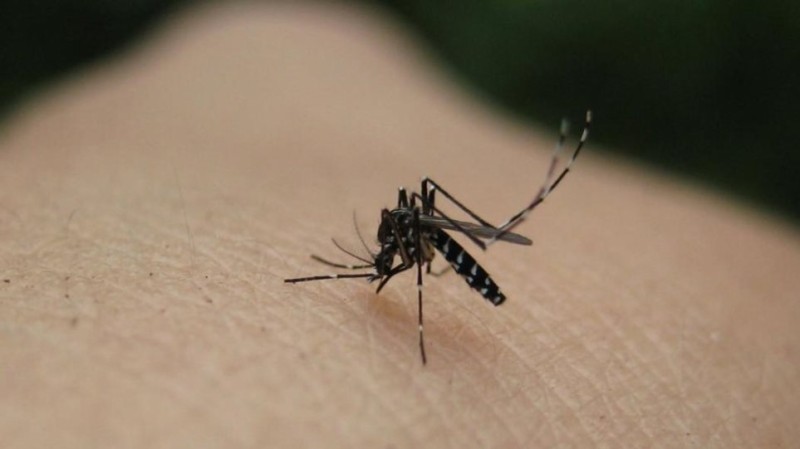 τρόποι για να μη σε τσιμπήσουν τα κουνούπια