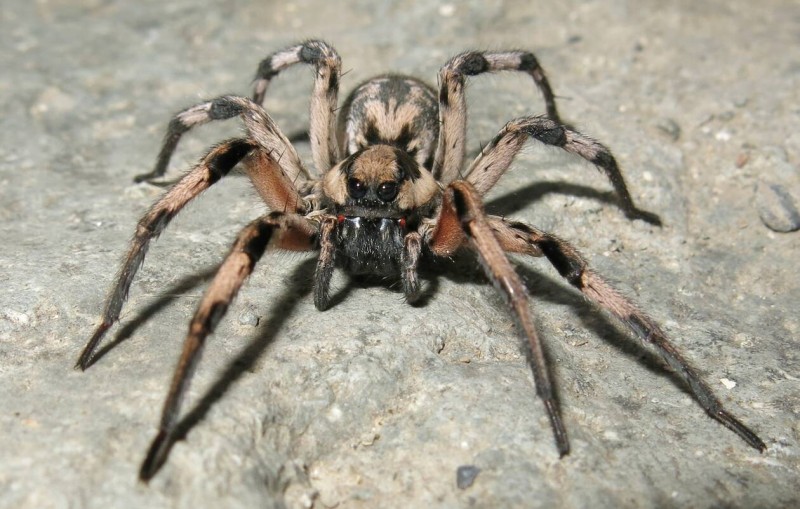 θανατηφόρες αράχνες της Ελλάδας