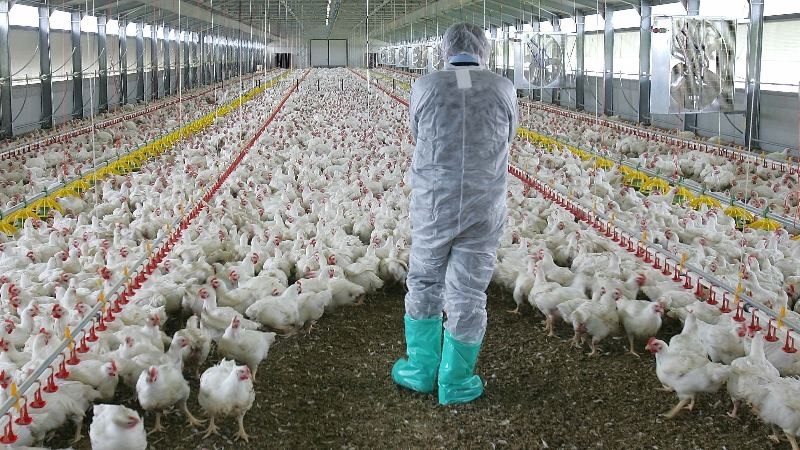 Ρωσία περιστατικό ανθρώπινης μόλυνσης με την γρίπη των πτηνών