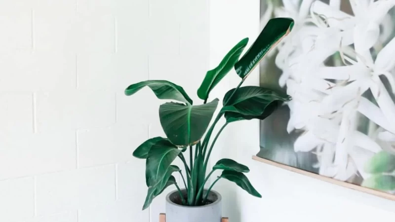 Όαση δροσιάς στο σπίτι σου - Τα 5 φυτά που βοηθούν στην καλύτερη αναπνοή