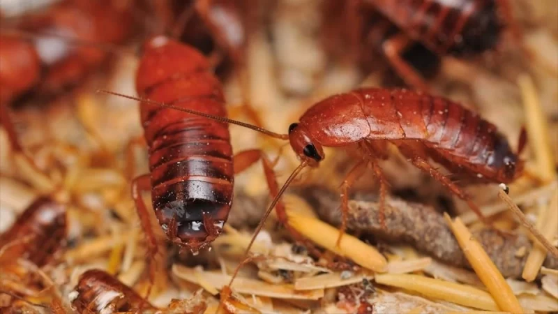 Θα εξαφανιστούν σε δευτερόλεπτα: Το μοναδικό τρόφιμο που εξοντώνει τις κατσαρίδες μια για πάντα 