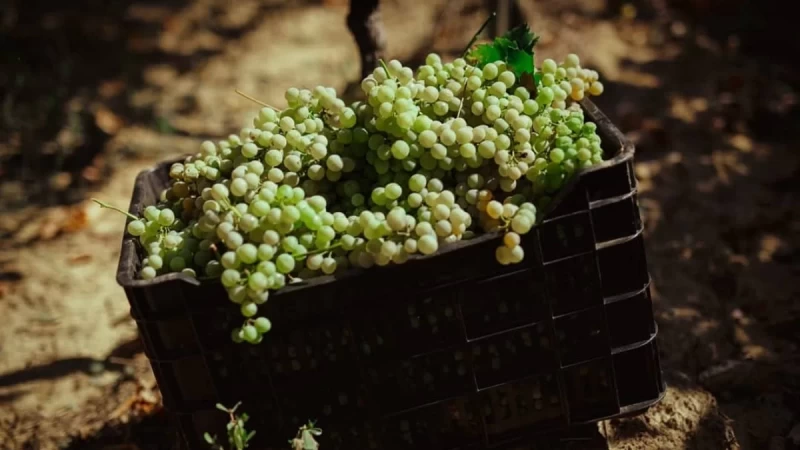 Meteoro Winery – Distillery: Τα κρασιά που αποσπούν συνεχόμενες διακρίσεις σε διεθνείς και εγχώριους διαγωνισμούς