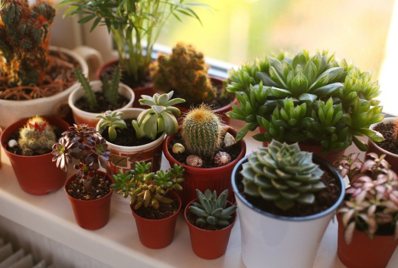thehomeissue_cacti