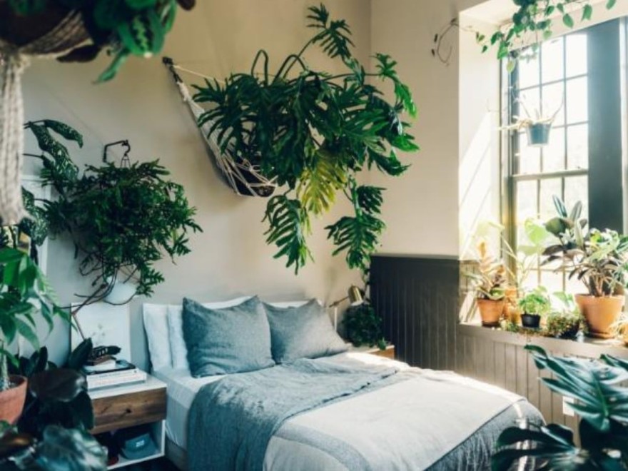  Τα διακοσμητικά φυτά που συμβάλλουν στον καλόν ύπνο