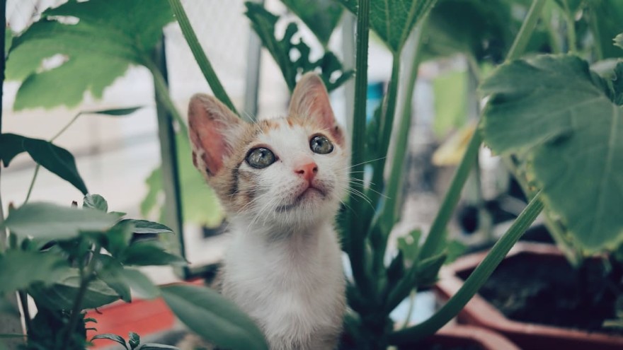 φυτά γάτες