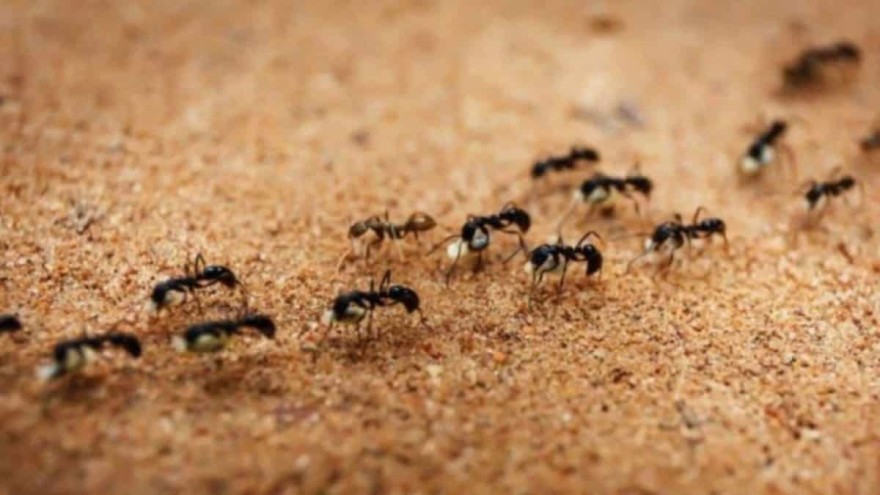 Πώς μπορείς να απαλλαχθείς από τα μυρμήγκια μόνο με μαγειρική σόδα 