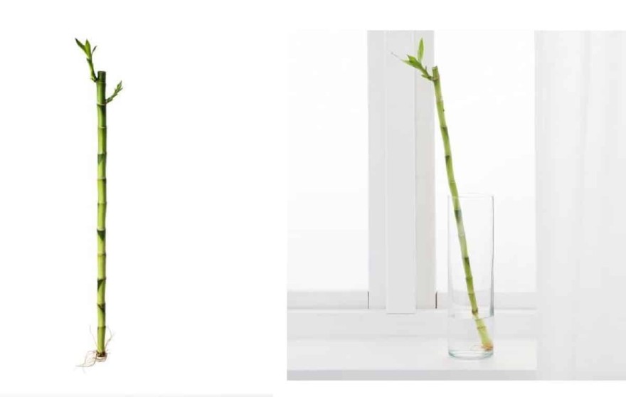 IKEA φυτό μπαμπού