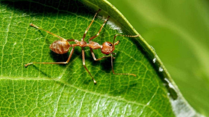 Πώς γίνεται η αντιμετώπιση των μυρμήγκιων στον κήπο και σε γλάστρες