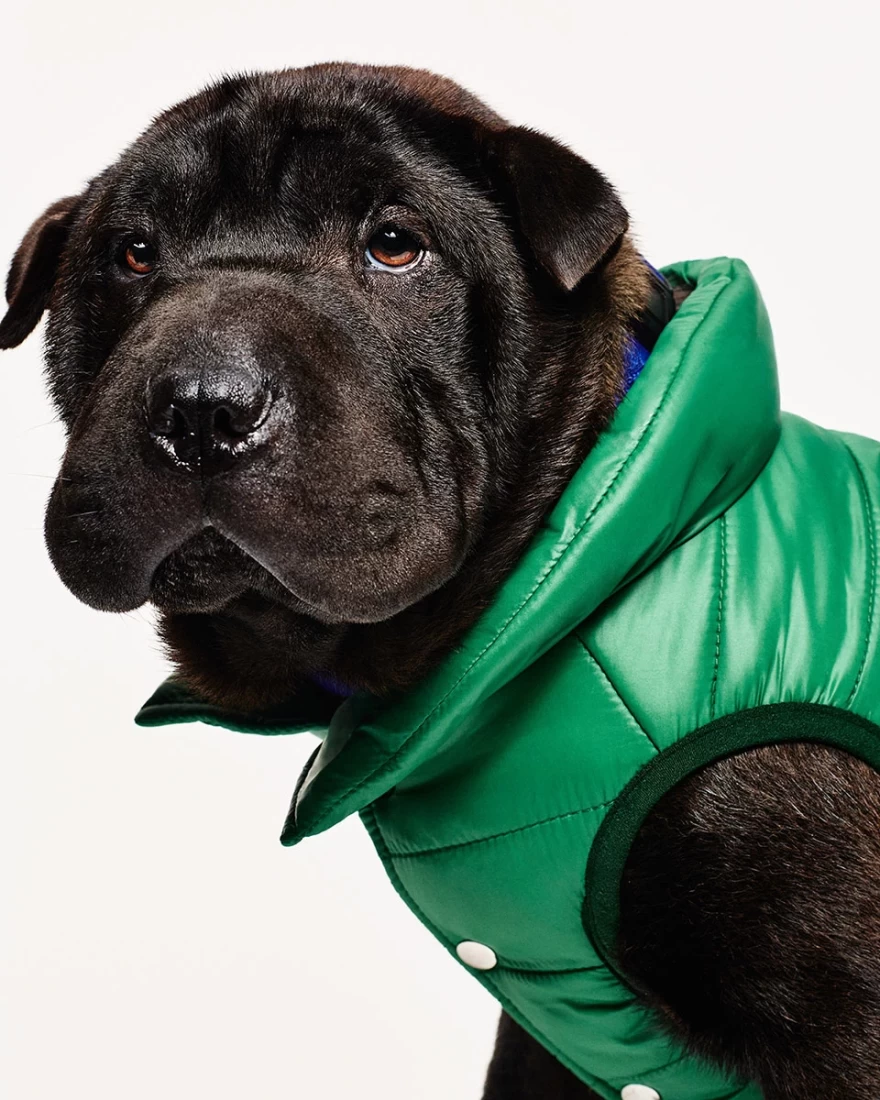 σκύλος πράσινο μπουφάν
