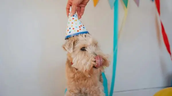 Ένα σκυλάκι που γιορτάζει