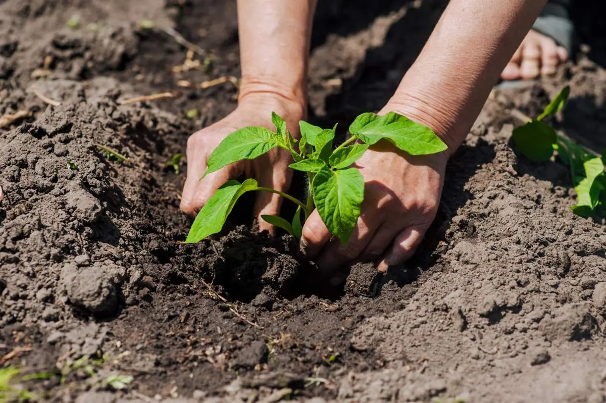 γυναίκα φυτεύει λαχανικά