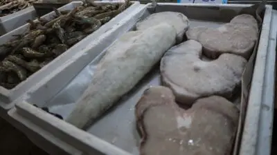 Μπακαλιάρος