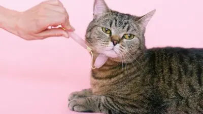 Hair Styling: Επαγγελματικό αποτέλεσμα στο σπίτι