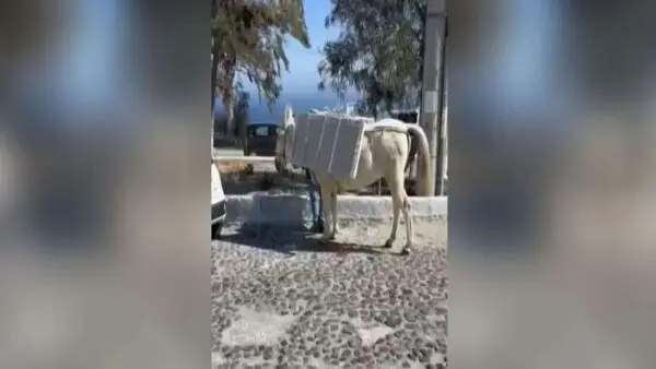 Ενα γαιδουράκι φορτωμένο με μάρμαρα