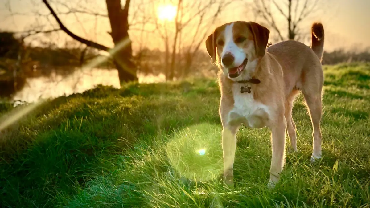 Ένας σκύλος στην φύση