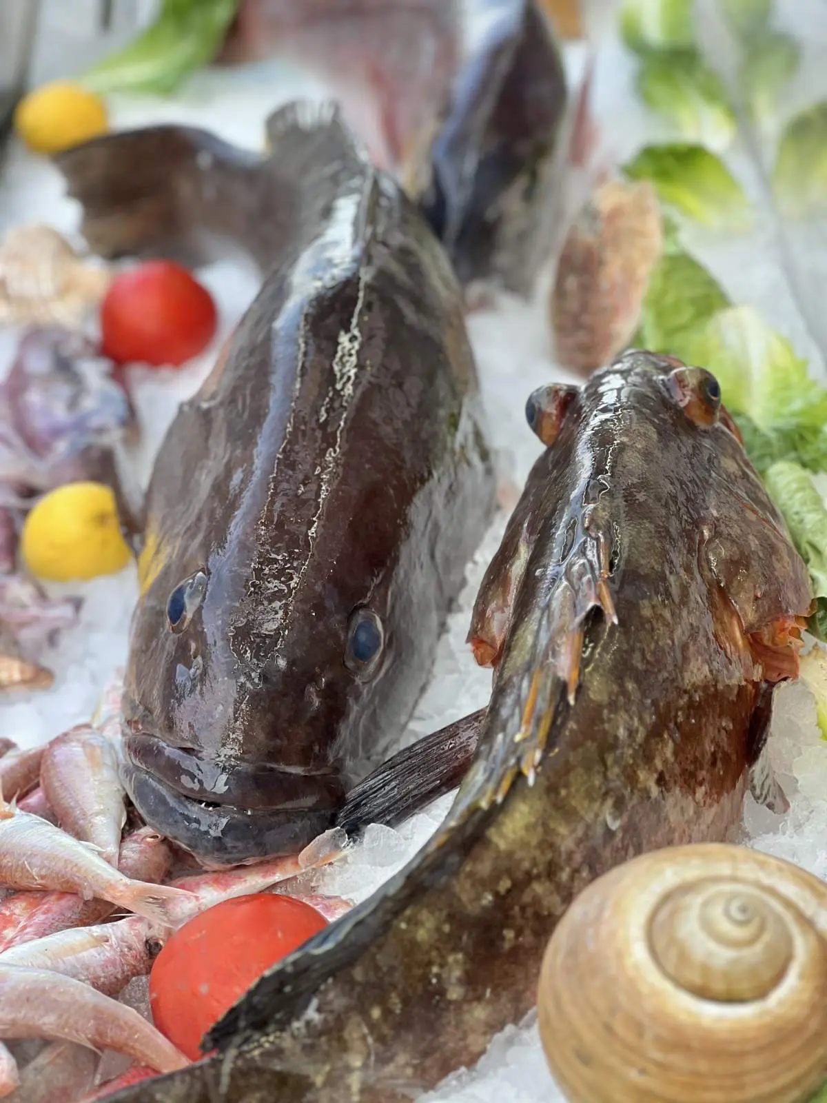 Μπούνος-Ψαροσαβούρας Ναύπλιο