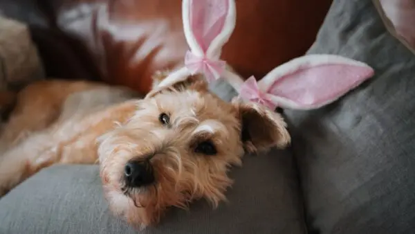 Ένας σκύλος που φοράει αυτιά λαγού για το Πάσχα