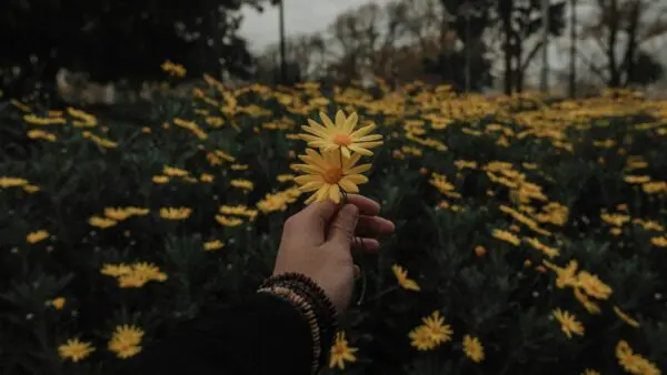Λιβάδι με λουλούδια