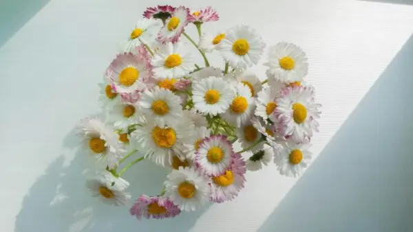 μαργαρίτες