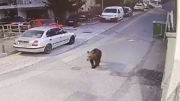 Μια αρκούδα κάνει βόλτα σε δρόμο στα Γρεβενά