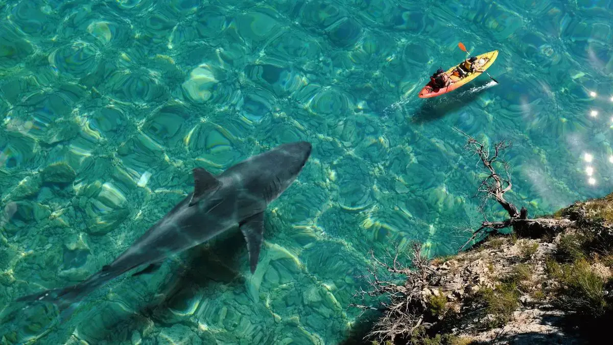 Άνθρωποι με κανό προχωρούν ενώ από πίσω τους υπάρχει καρχαρίας