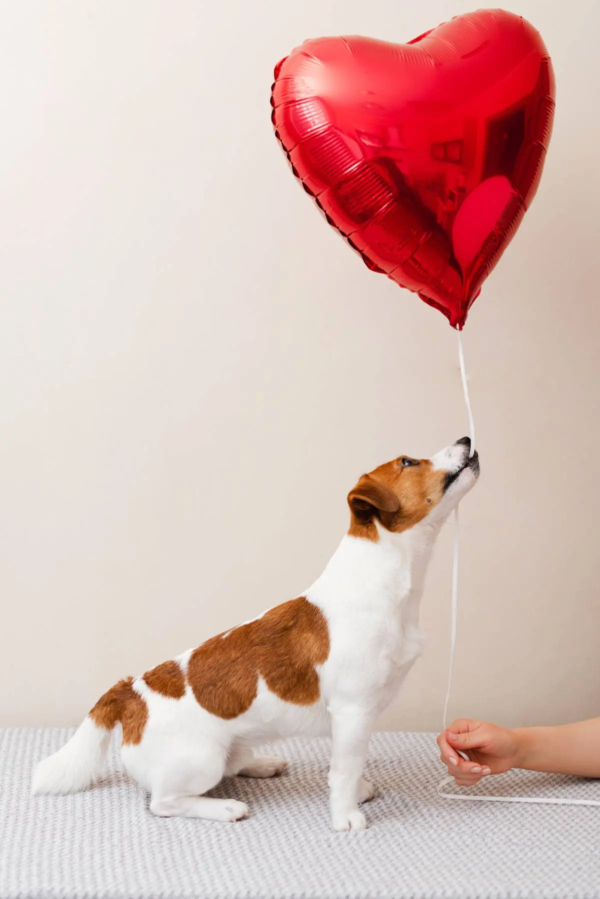 Άγιος Βαλεντίνος με σκύλο και καρδούλα