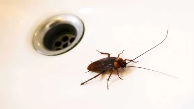 Απίστευτο κόλπο: Εξαφανίστε τις κατσαρίδες από το σπίτι χρησιμοποιώντας το ρόφημα που πίνουμε όλοι καθημερινά