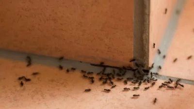 Ταλαιπωρείστε με τα μυρμήγκια ακόμη και στο καταχείμωνο; Το σούπερ κόλπο για να τα εξαφανίσετε