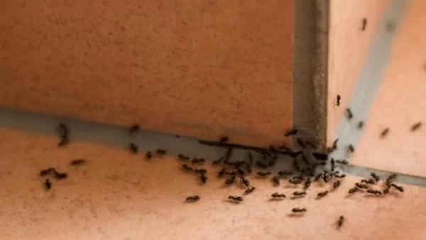 Ταλαιπωρείστε με τα μυρμήγκια ακόμη και στο καταχείμωνο; Το σούπερ κόλπο για να τα εξαφανίσετε