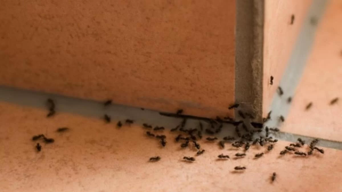 Ταλαιπωρείστε με τα μυρμήγκια ακόμη και στο καταχείμωνο; Το σούπερ κόλπο για να τα εξαφανίσετε