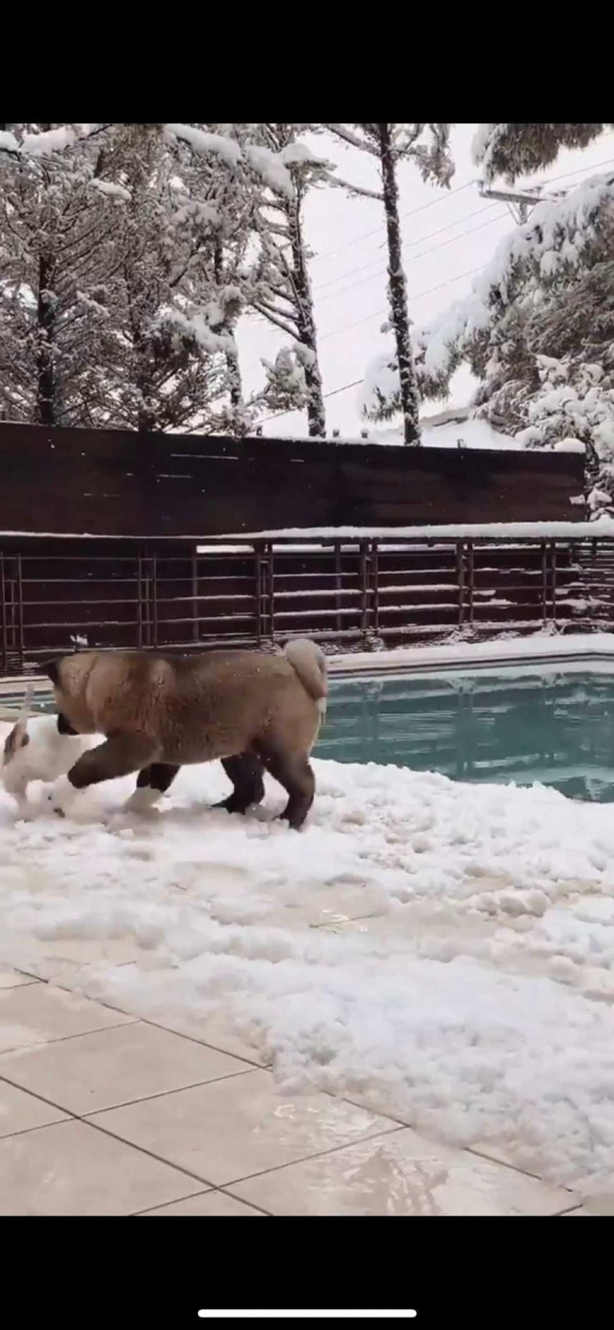 Ο σκύλος της Δήμητρας Αλεξανδράκη
