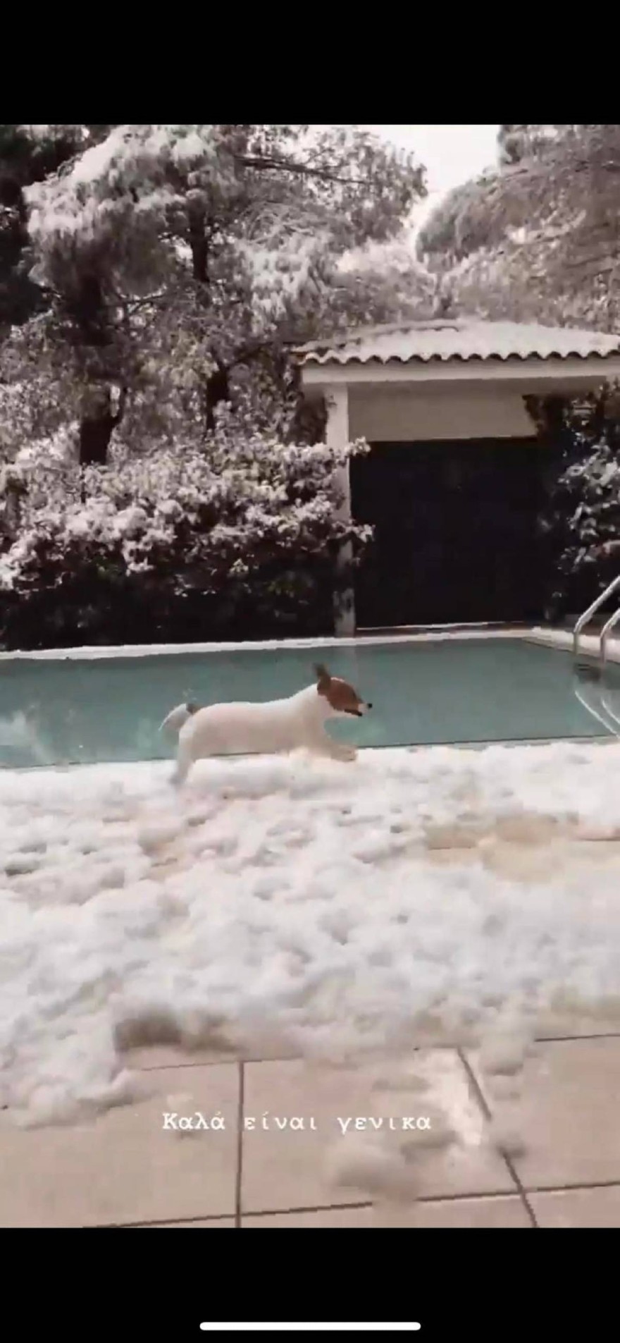 Ο σκύλος και η αυλή της Δήμητρας Αλεξανδράκη
