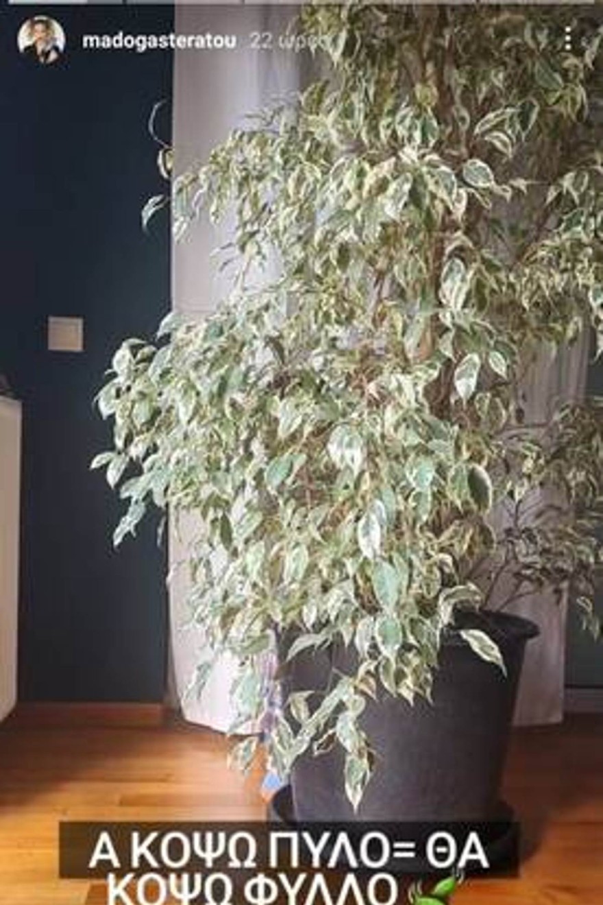 Η γλάστρα του γιου της Γαστεράτου